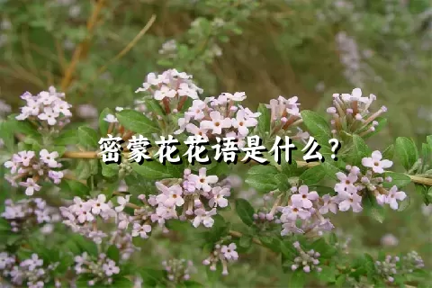 密蒙花花语是什么？