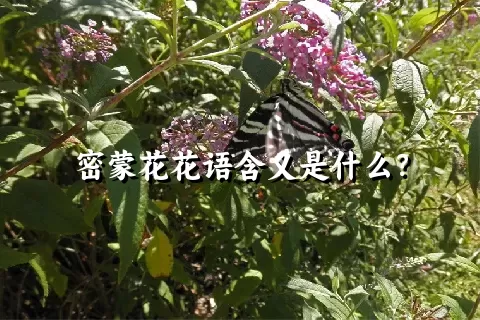 密蒙花花语含义是什么？