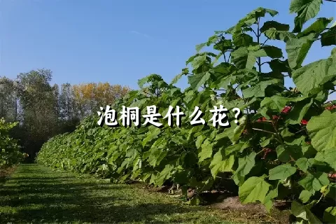 泡桐是什么花？