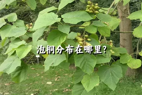 泡桐分布在哪里?