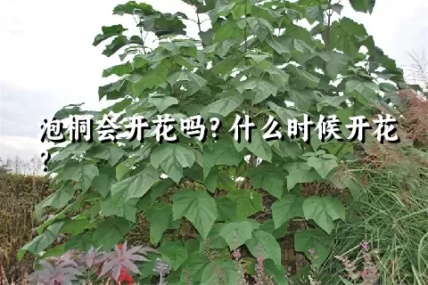 泡桐会开花吗？什么时候开花？