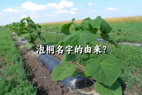 泡桐名字的由来？