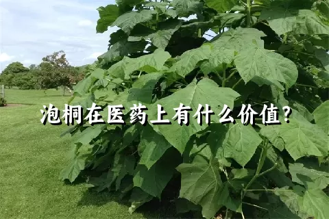 泡桐在医药上有什么价值？