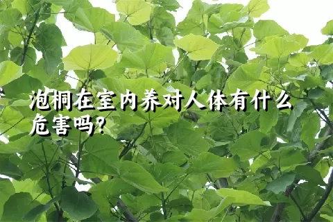 泡桐在室内养对人体有什么危害吗？