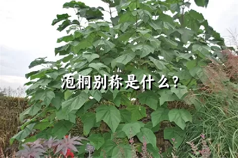 泡桐别称是什么？