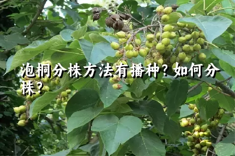 泡桐分株方法有播种？如何分株？