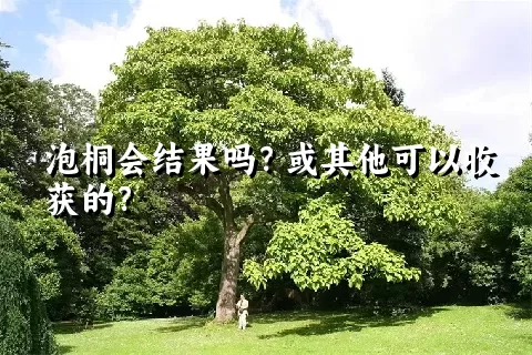 泡桐会结果吗？或其他可以收获的？