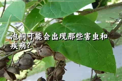 泡桐可能会出现那些害虫和疾病？