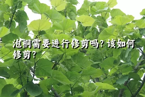 泡桐需要进行修剪吗？该如何修剪？