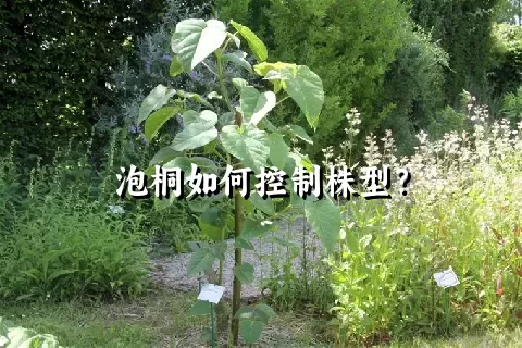 泡桐如何控制株型？