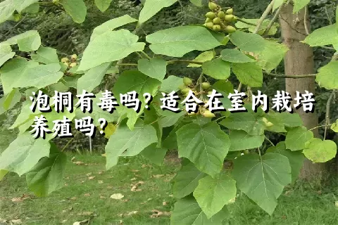 泡桐有毒吗？适合在室内栽培养殖吗？