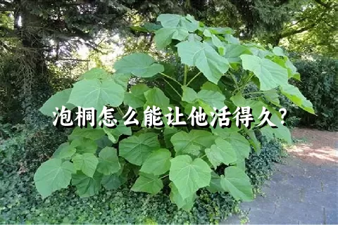 泡桐怎么能让他活得久？