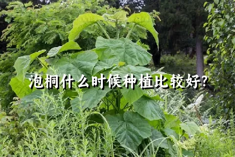 泡桐什么时候种植比较好？