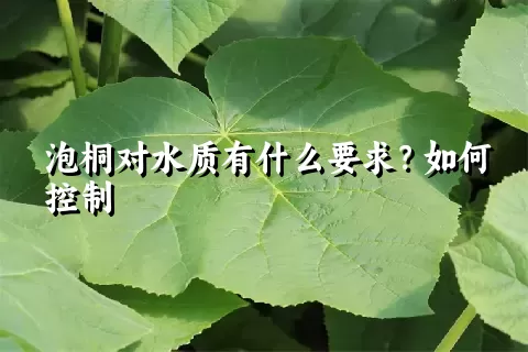 泡桐对水质有什么要求？如何控制