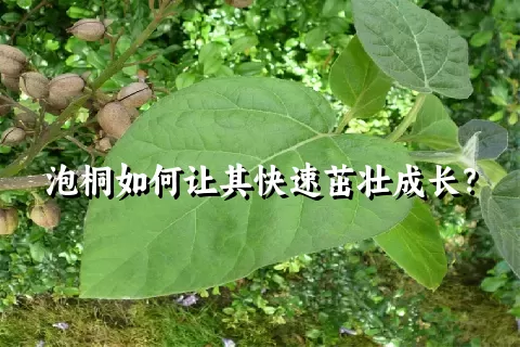 泡桐如何让其快速茁壮成长？