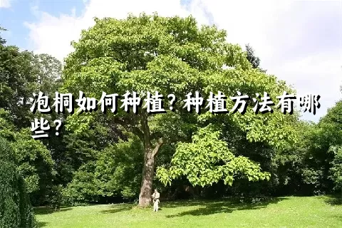 泡桐如何种植？种植方法有哪些？