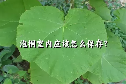 泡桐室内应该怎么保存？