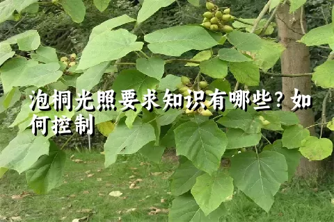 泡桐光照要求知识有哪些？如何控制