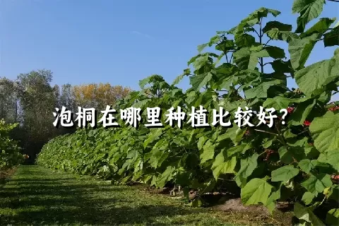 泡桐在哪里种植比较好？