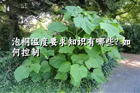 泡桐温度要求知识有哪些？如何控制