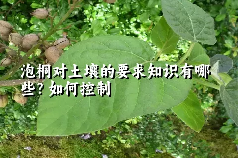 泡桐对土壤的要求知识有哪些？如何控制