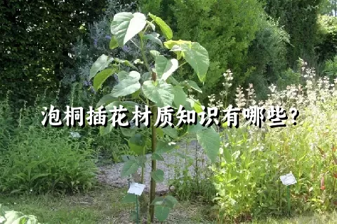 泡桐插花材质知识有哪些？