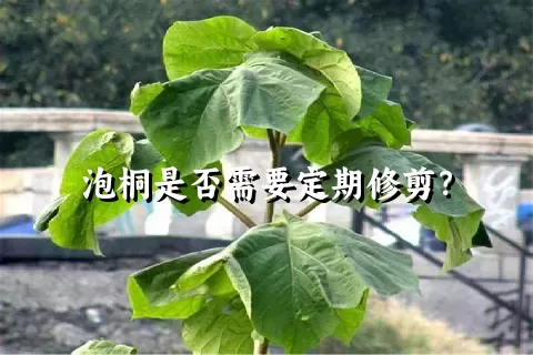 泡桐是否需要定期修剪？