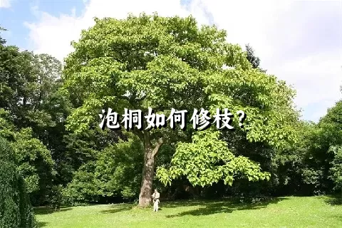 泡桐如何修枝？