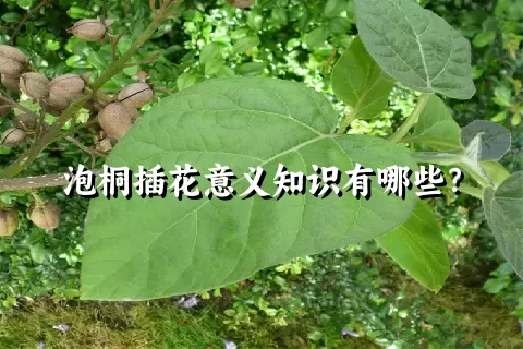 泡桐插花意义知识有哪些？