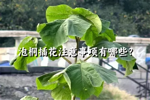 泡桐插花注意事项有哪些？