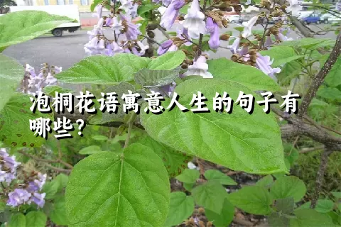 泡桐花语寓意人生的句子有哪些？