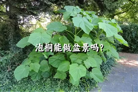 泡桐能做盆景吗？