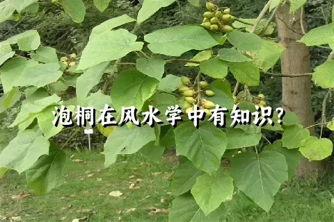 泡桐在风水学中有知识？