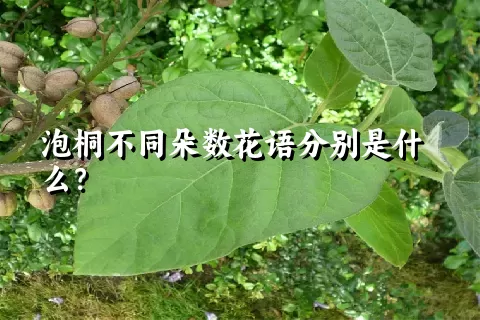 泡桐不同朵数花语分别是什么？