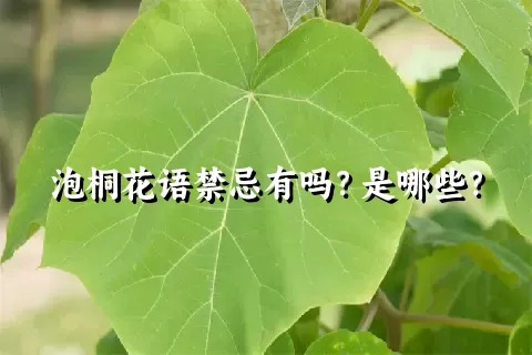 泡桐花语禁忌有吗？是哪些？