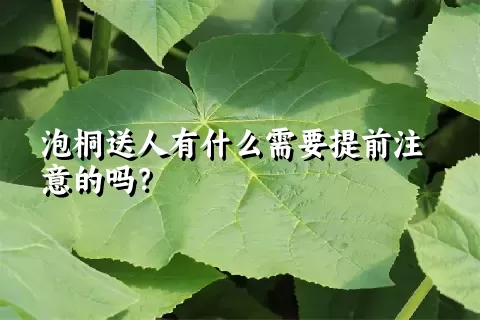 泡桐送人有什么需要提前注意的吗？