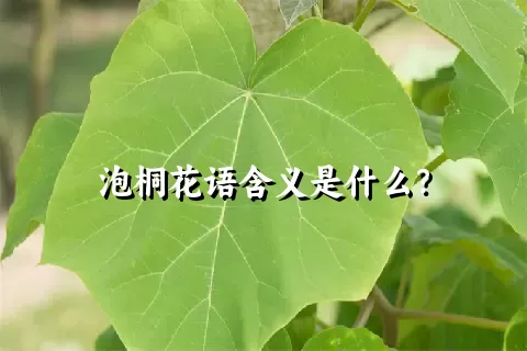 泡桐花语含义是什么？