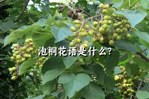 泡桐花语是什么？