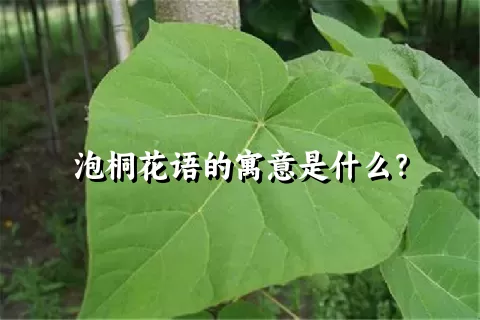 泡桐花语的寓意是什么？