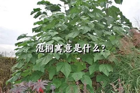 泡桐寓意是什么？