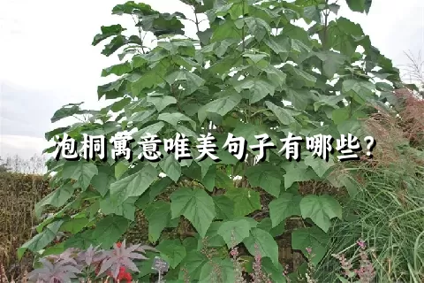 泡桐寓意唯美句子有哪些？