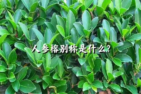 人参榕别称是什么？