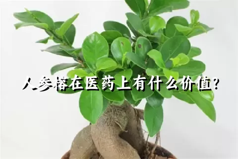 人参榕在医药上有什么价值？