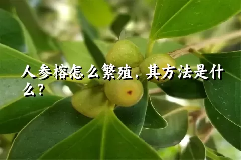 人参榕怎么繁殖，其方法是什么？