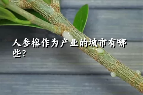 人参榕作为产业的城市有哪些？