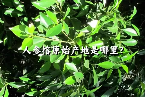 人参榕原始产地是哪里？