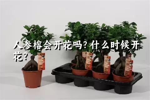 人参榕会开花吗？什么时候开花？