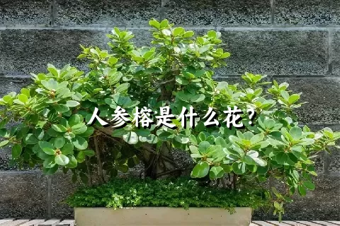 人参榕是什么花？