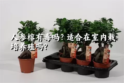 人参榕有毒吗？适合在室内栽培养殖吗？