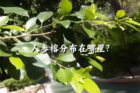 人参榕分布在哪里?